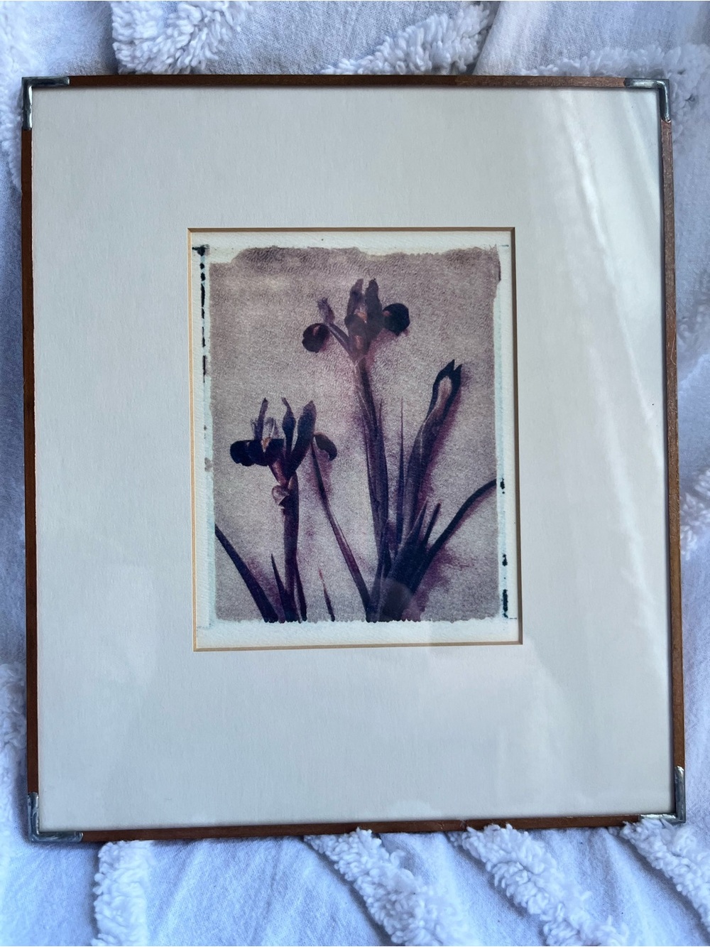 Framed Botanical Photo Transfer by Rick Filler of Irises